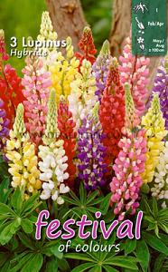 Pre-packed Lupine Hybride Mixed I (x14x3)