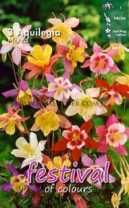 Festival Winter Perennials Aquilegia Gemengd I (x14x3)