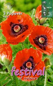 Festival Spring Perennials Papaver Red I (x14x3)
