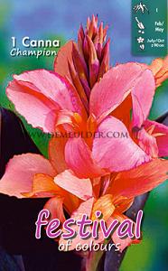 Festival Winter Canna Canna Champion I (x14x1)