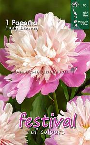 Festival Spring Paeonia Paeonia Lady Liberty 2/3 (x14x1)