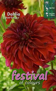 Pre-packed Dahlia Spartacus I (x14x1)