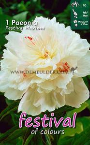 Pre-packed Paeonia Festiva Maximal 2/3 (x14x1)