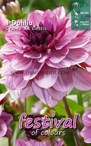 Festival Winter Dahlia Small Flowered Dahlia Creme De Cassis I (x14x1)