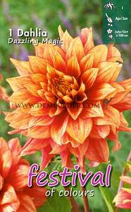 Festival Spring Dahlia Medium Flowered Dahlia Dazzling Magic I (x14x1)