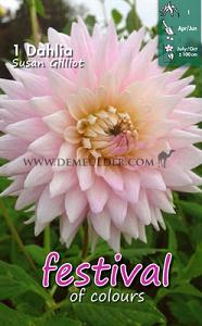 Festival Winter Dahlia Small Flowered Dahlia French Cancan I (x14x1)