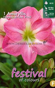 Pre-packed Amaryllis Pink 30/32 (x6x1)