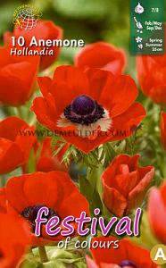 Pre-packed Anemone Hollandia 7/8 (x14x10)