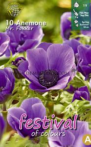 Pre-packed Anemone Mr. Fokker 7/8 (x14x10)