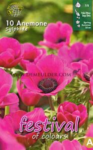Pre-packed Anemone Sylphide 7/8 (x14x10)