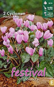 Pre-packed Cyclamen Hederifolium (C De Naples) 20/25 (x14x2)