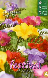 Pre-packed Freesia Single Mixed 5/6 (x14x10)