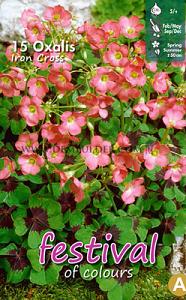 Festival Spring Miscellaneous Oxalis Deppei Iron Cross 5/+ (x14x15) (Winter)