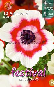 Festival Spring Miscellaneous Anemone Bicolor 7/8 (x14x10) (Winter)
