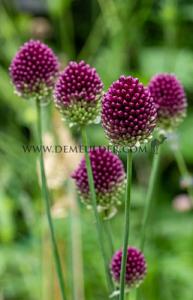 Allium Sphaerocephalon 5/+ (x12x15)