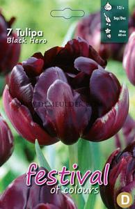 Tulips Black Hero 12/+ (x12x7)