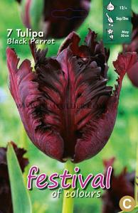 Tulips Black Parrot 12/+ (x12x7)
