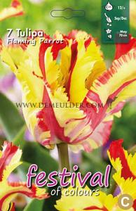 Tulips Flaming Parrot 12/+ (x12x7)