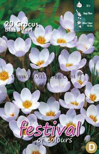 Crocus Blue Pearl, 5/+ (x12x15)