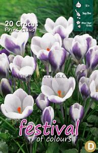 Crocus Prins Claus 5/+ (x12x15)