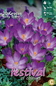 Crocus Ruby Giant 5/+ (x12x15)