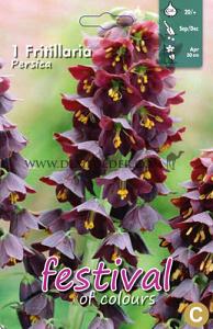 Fritillaria Persica 20/+ (x12x1)