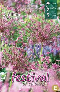 Allium Schubertii 12/14 (x12x3)
