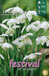Galanthus Flore Pleno 5/6 (x12x10)