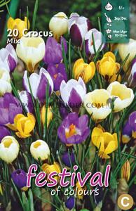Crocus Botanisch Gemengd, 5/+ (x12x15)