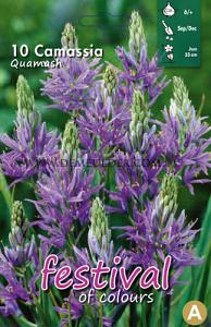 Camassia Quamash  6/+ (x12x10)