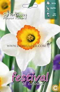 Narcissus Flower Record 14/16 (x8x5)