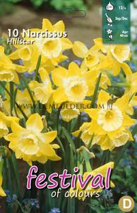 Narcissus Hillstar 12/+ (x12x10)