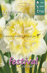Narcissus Ice King 14/16 (x8x5)