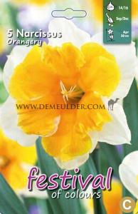 Narcissus Orangery 14/16 (x8x5)