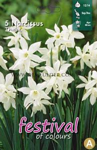 Narcissus Thalia 12/14 (x12x5)