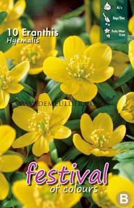Eranthis Hyemalis 4/+ (x12x10)