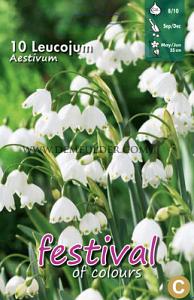 Leucojum Aestivum 8/10 (x12x10)