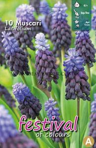 Muscari Latifolium 6/+ (x12x10)