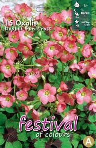 Oxalis Iron Cross 5/+ (x14x15) (Summer)