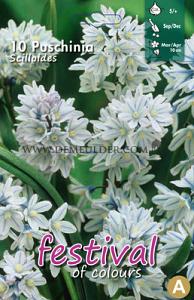 Puschkinia Scilloides 5/+ (x12x10)