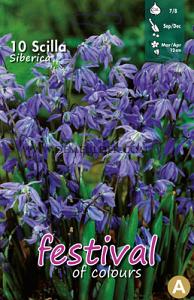 Scilla Siberica 7/8 (x12x10)
