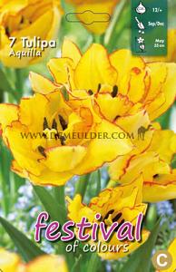 Tulips Aquilla 12/+ (x12x7)
