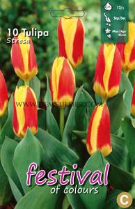 Tulips Stresa 12/+ (x12x7)