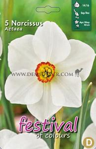 Narcissus Actaea 14/16 (x8x5)