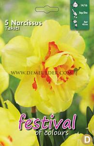 Narcissus Tahiti 14/16 (x8x5)