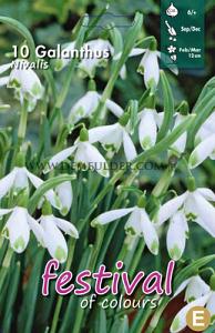 Galanthus Nivalis 6/+ (x12x10)