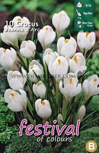 Crocus Jeanne d'Arc 9/10 (x12x10)