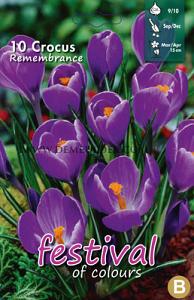 Crocus Remembrance 9/10 (x12x10)