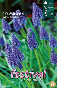 Muscari Armeniacum 9/10 (x12x10)
