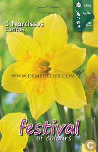 Narcissus Carlton 14/16 (x8x5)